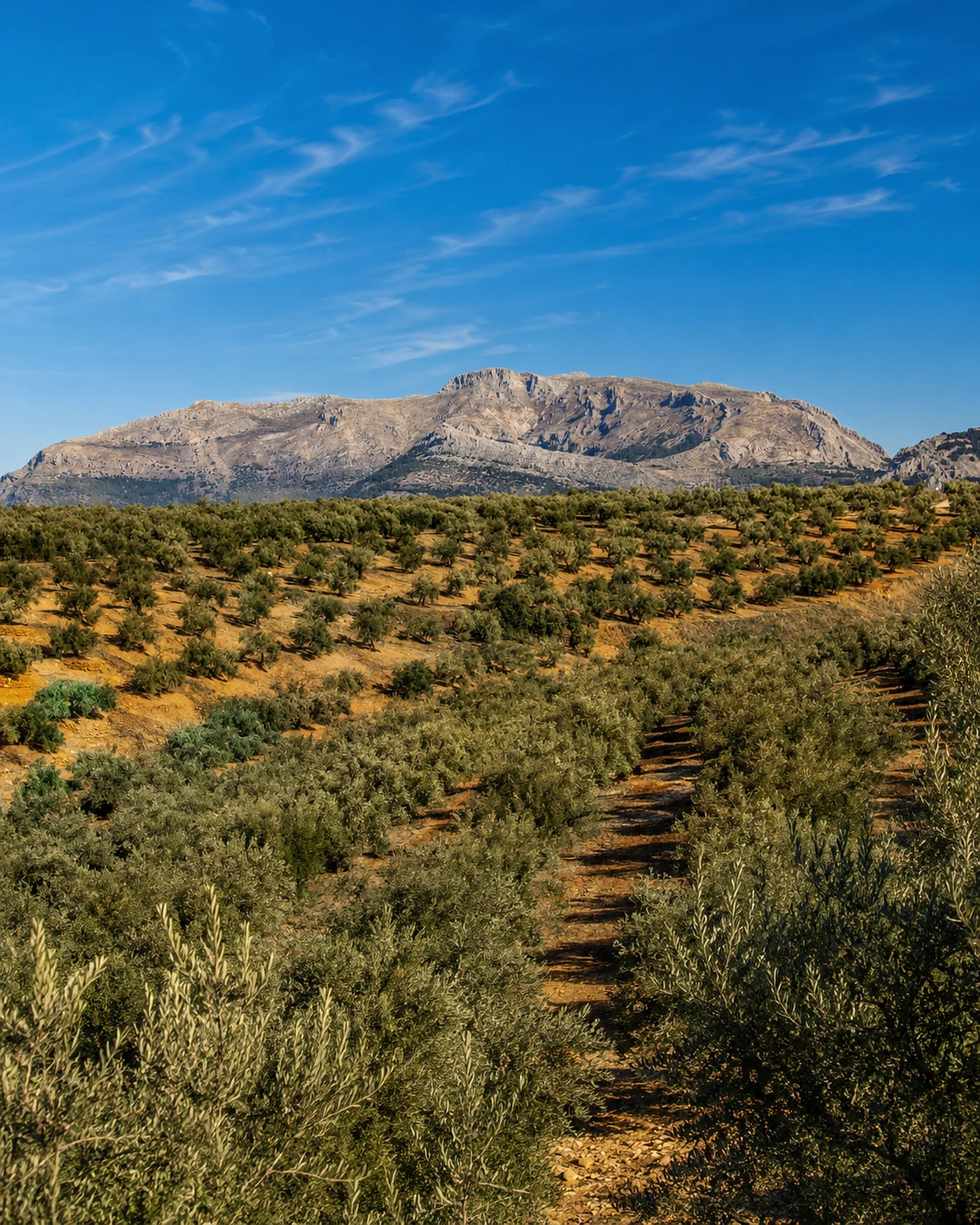 Olive groves and hills around Ouazzane
